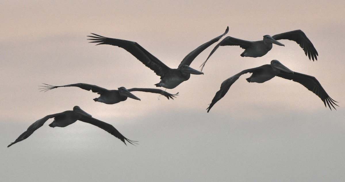 Brown Pelican - ML642915760
