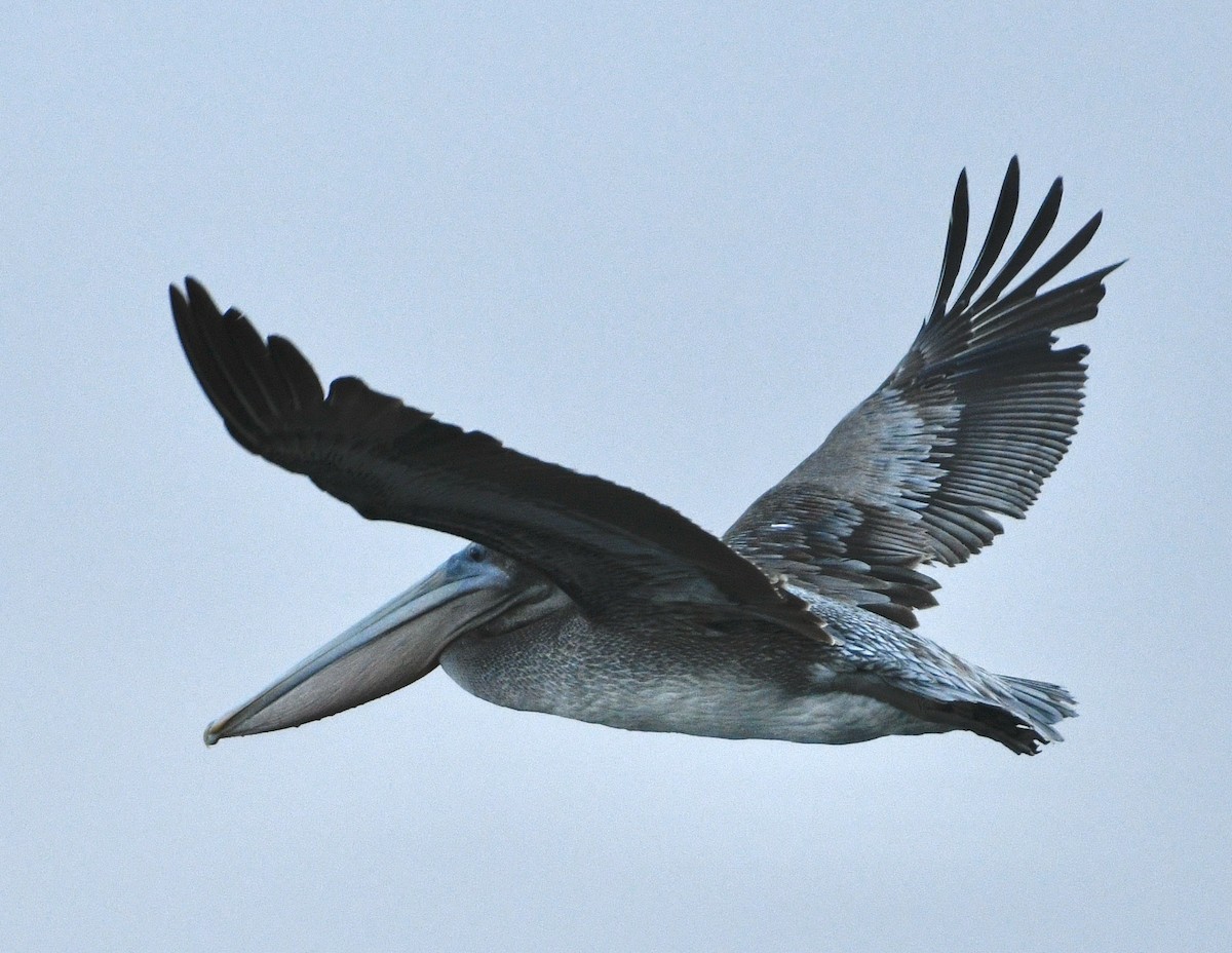 Brown Pelican - ML642915761