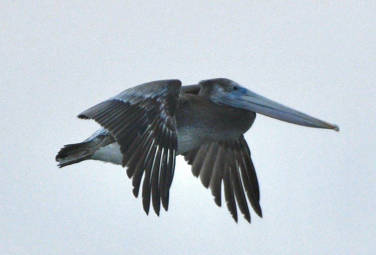 Brown Pelican - ML642915762