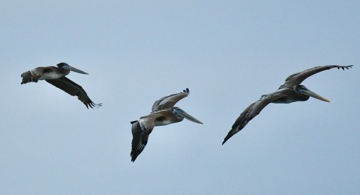Brown Pelican - ML642915763
