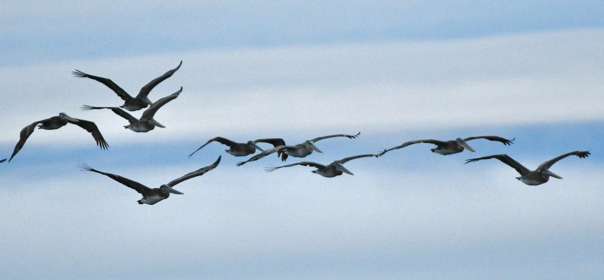 Brown Pelican - ML642915764