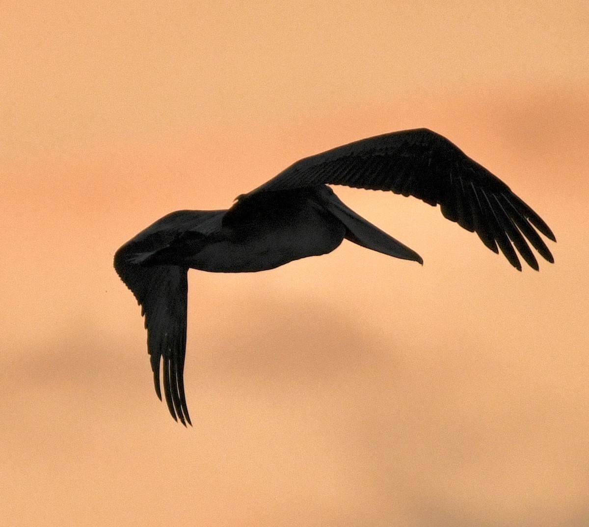 Brown Pelican - ML642915765