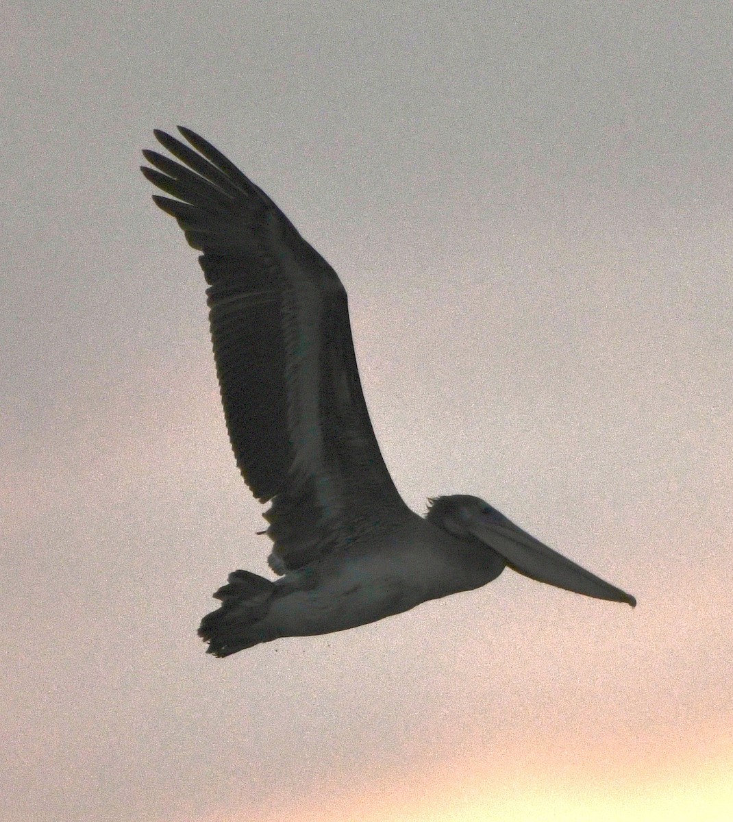 Brown Pelican - ML642915766