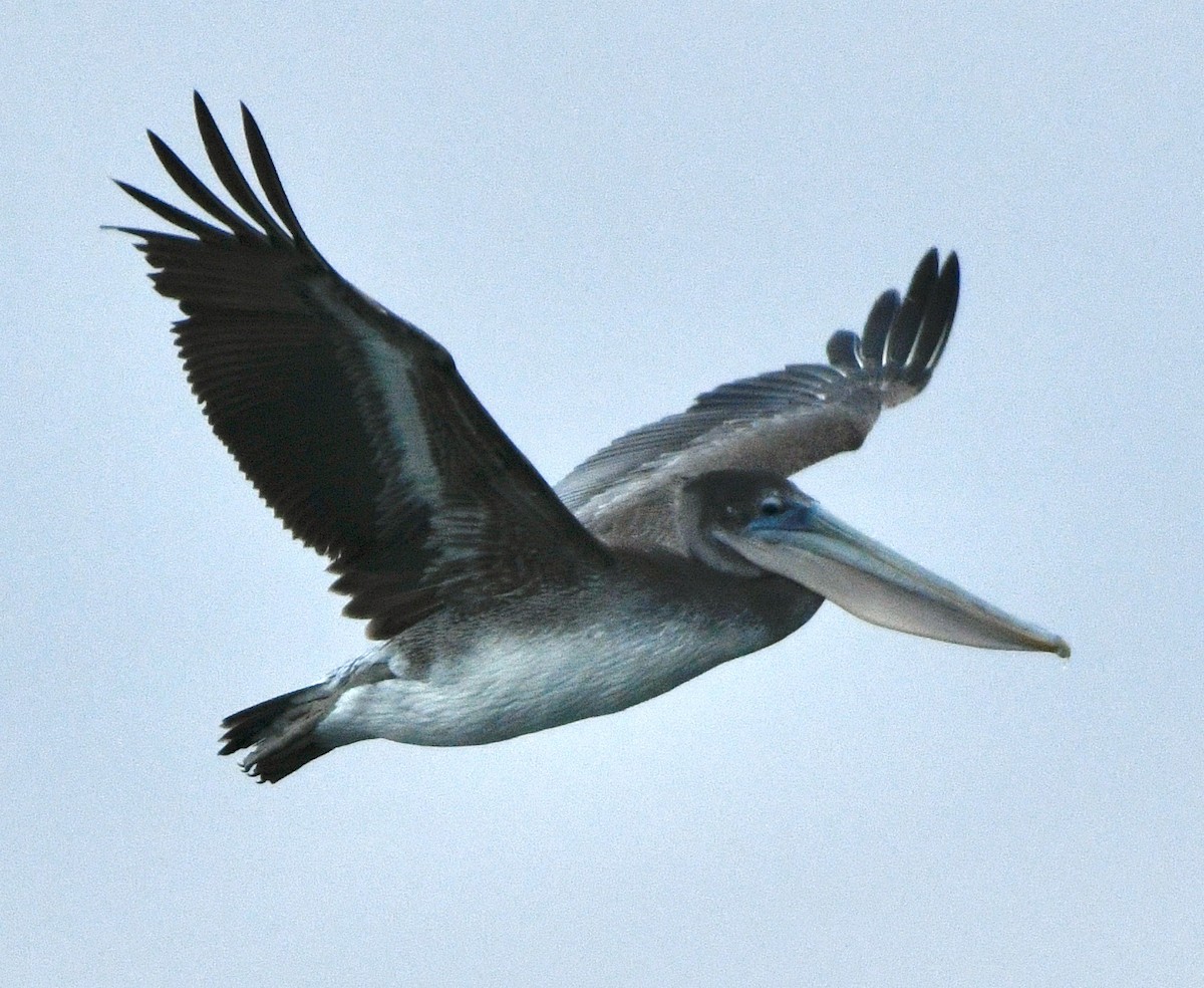 Brown Pelican - ML642915767