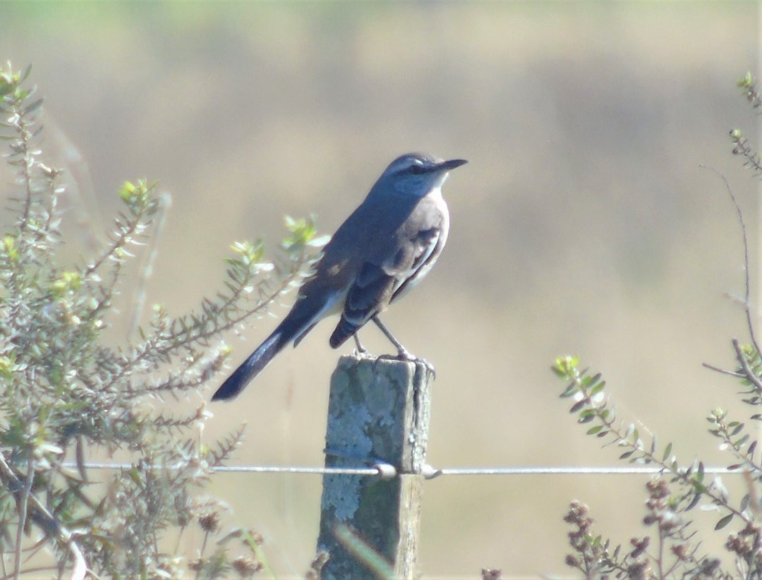 White-banded Mockingbird - ML642915820
