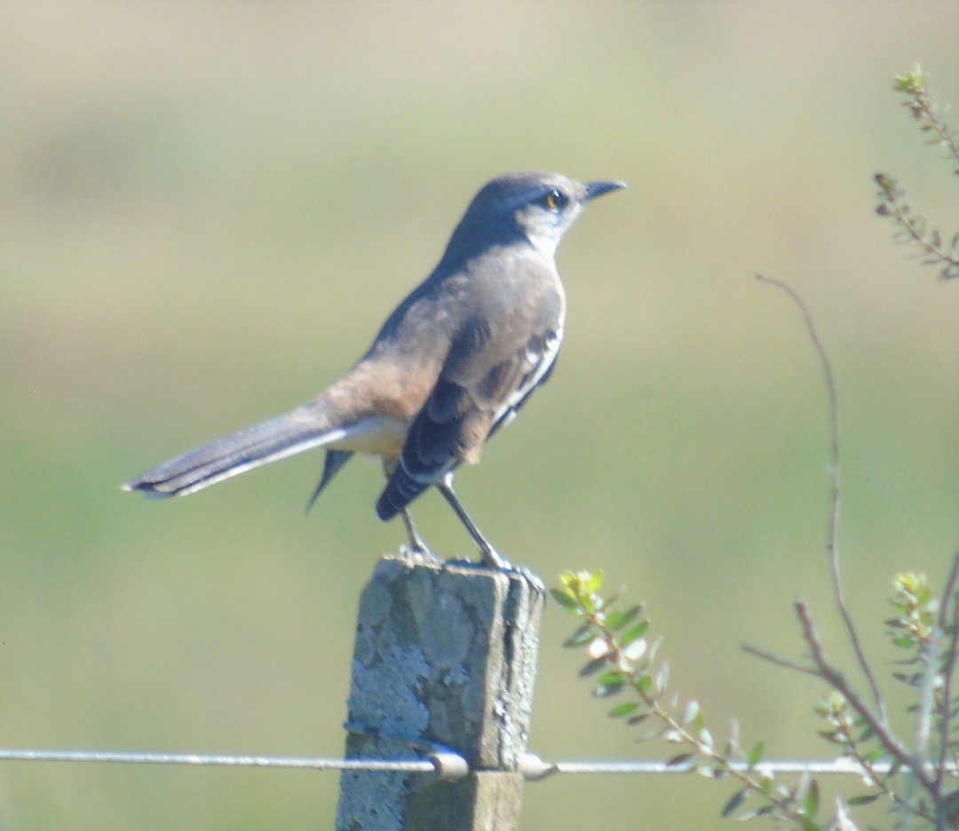 White-banded Mockingbird - ML642915821