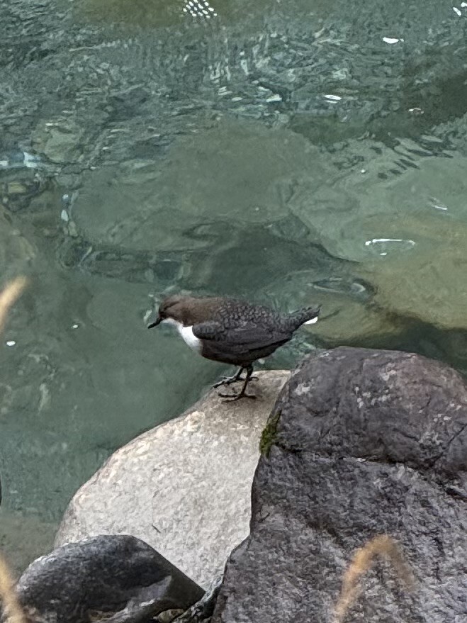 White-throated Dipper - ML642915828