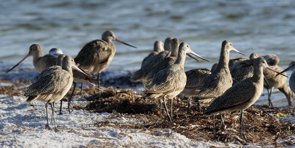 Marbled Godwit - ML642915834