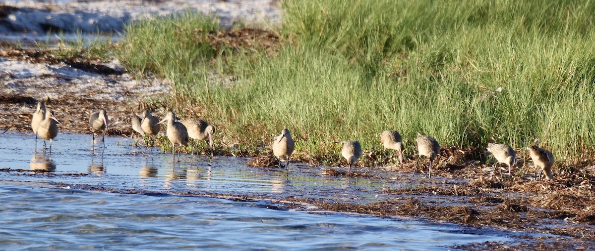 Marbled Godwit - ML642915835