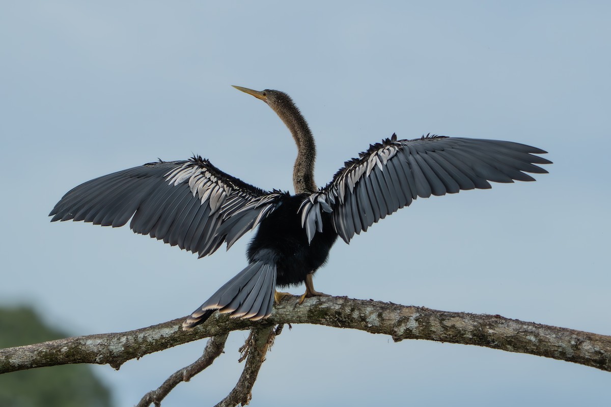 Anhinga - ML642915837