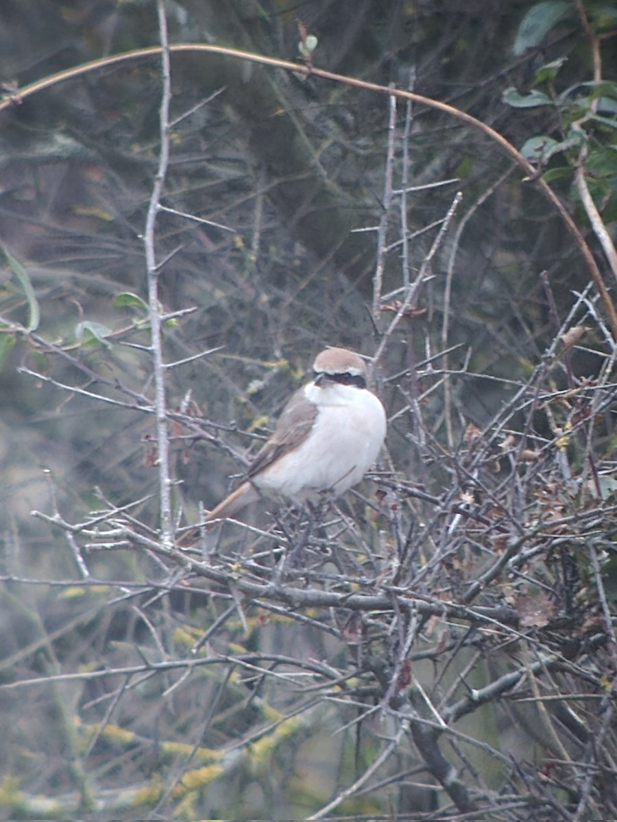Red-tailed Shrike - ML642915856