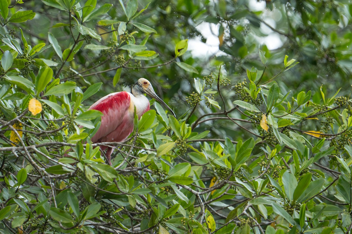 Roseate Spoonbill - ML642915858