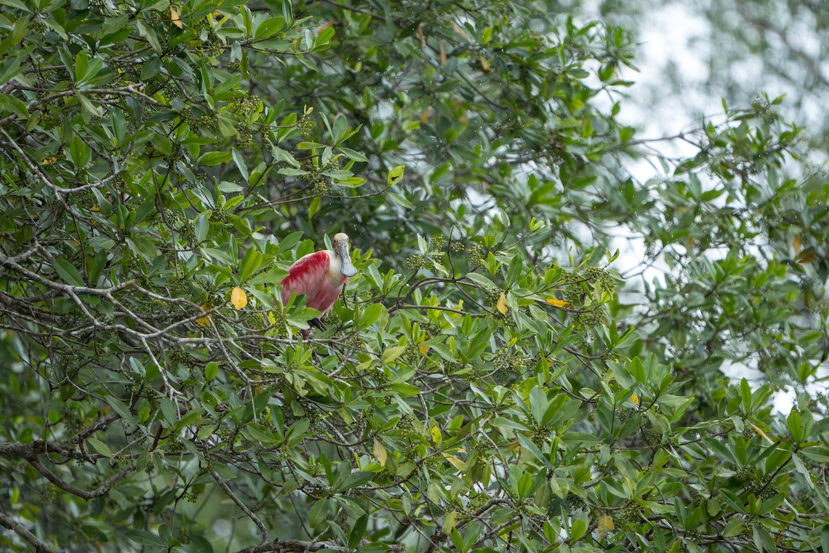 Roseate Spoonbill - ML642915859