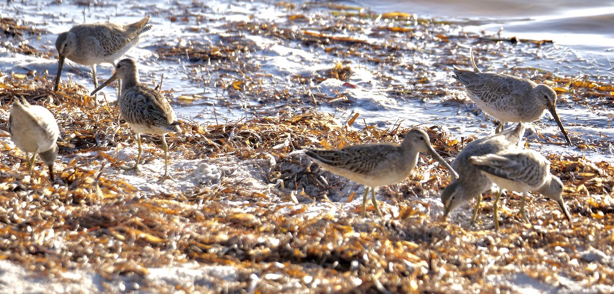Short-billed Dowitcher - ML642915860