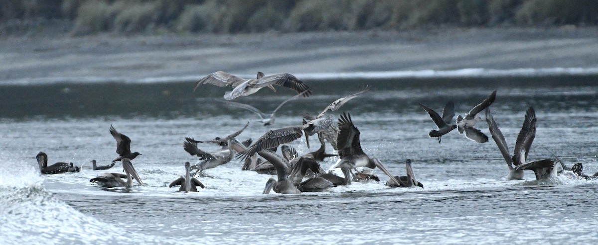 Brown Pelican - ML642915861