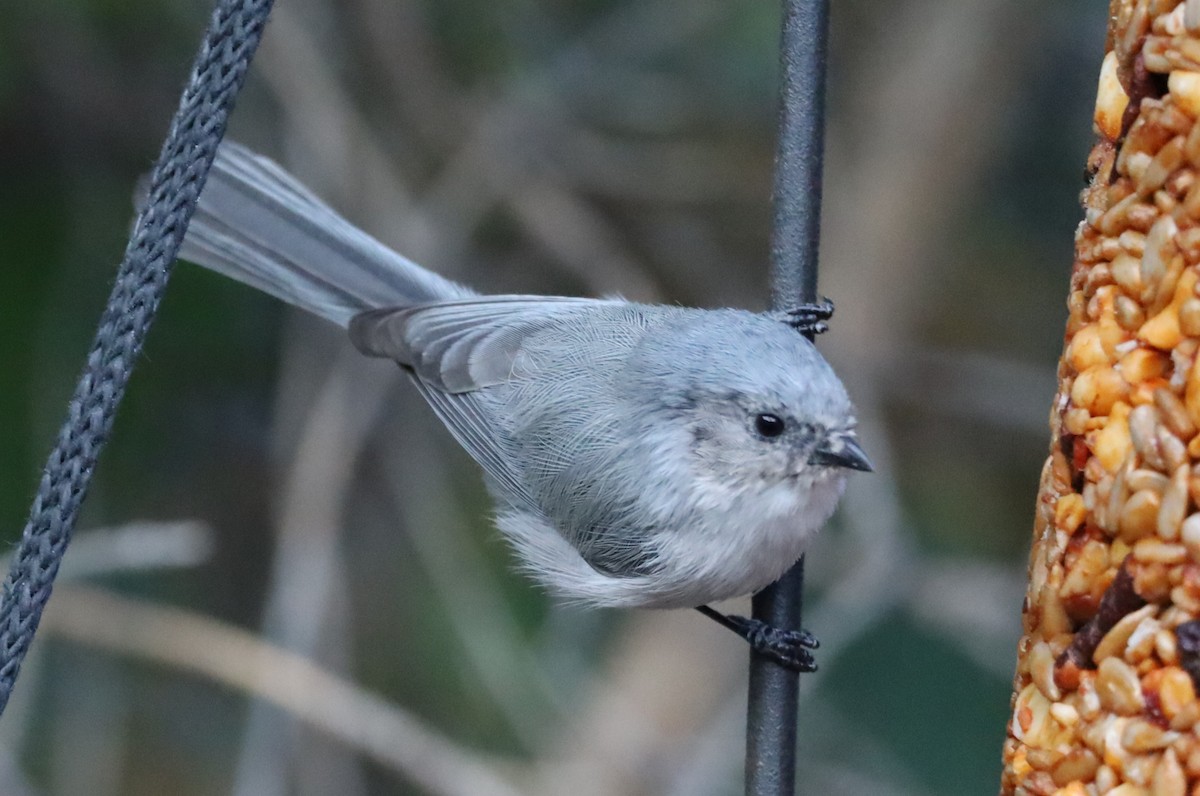 Bushtit - ML642915862