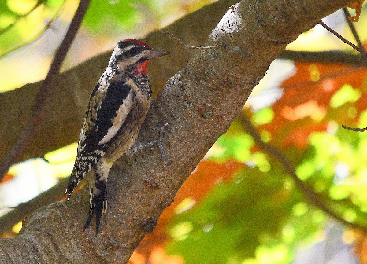 Yellow-bellied Sapsucker - ML642915865