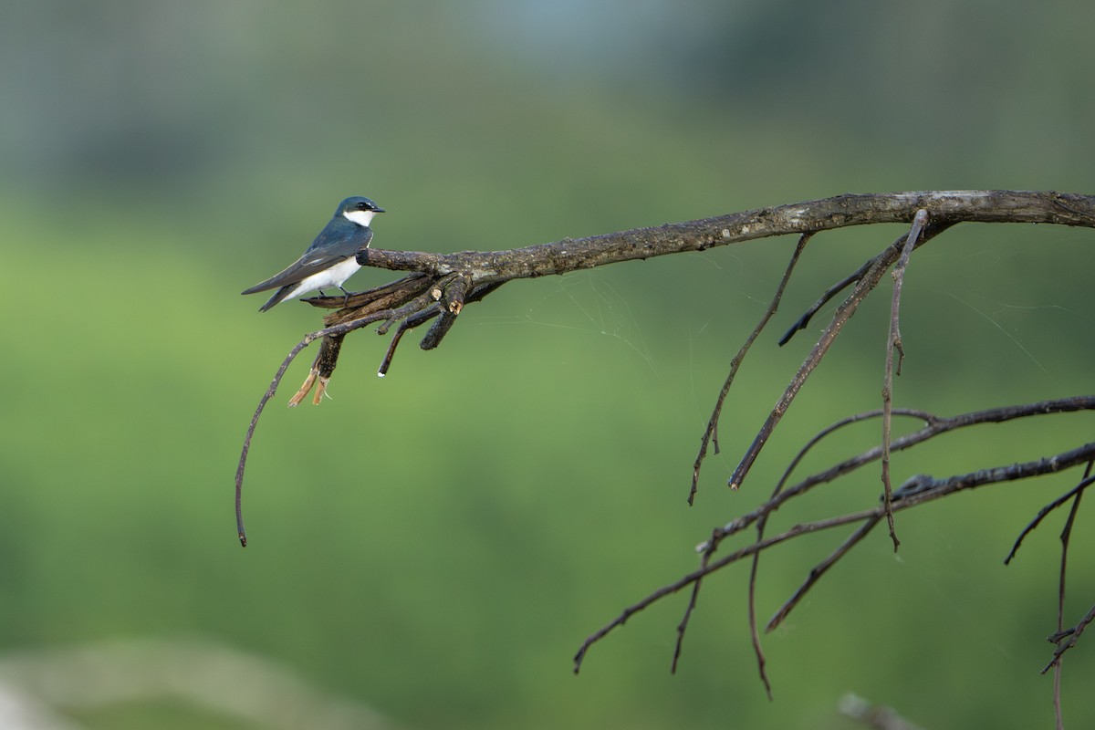 Mangrove Swallow - ML642915866