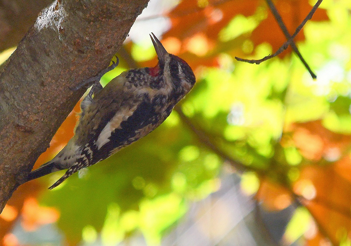 Yellow-bellied Sapsucker - ML642915870