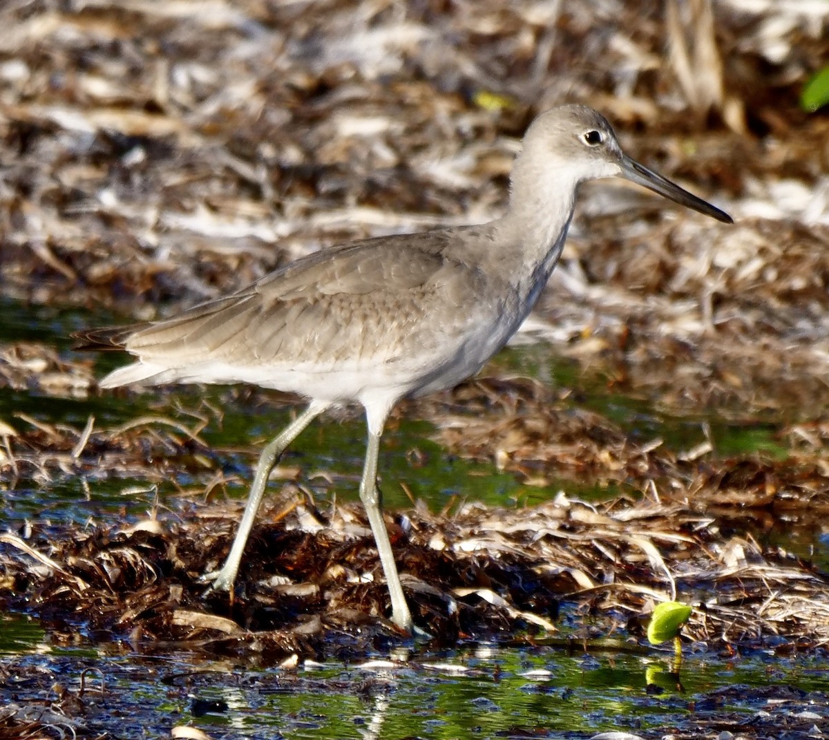 Willet - ML642915880