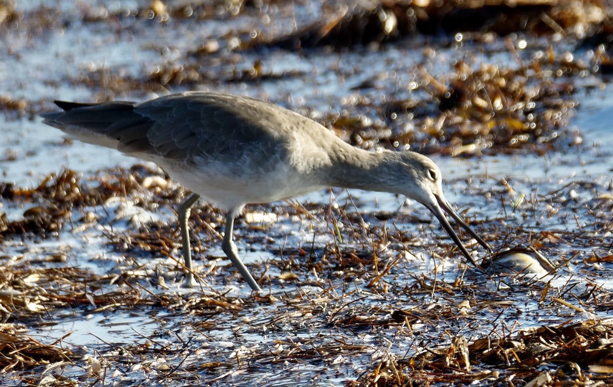 Willet - ML642915881