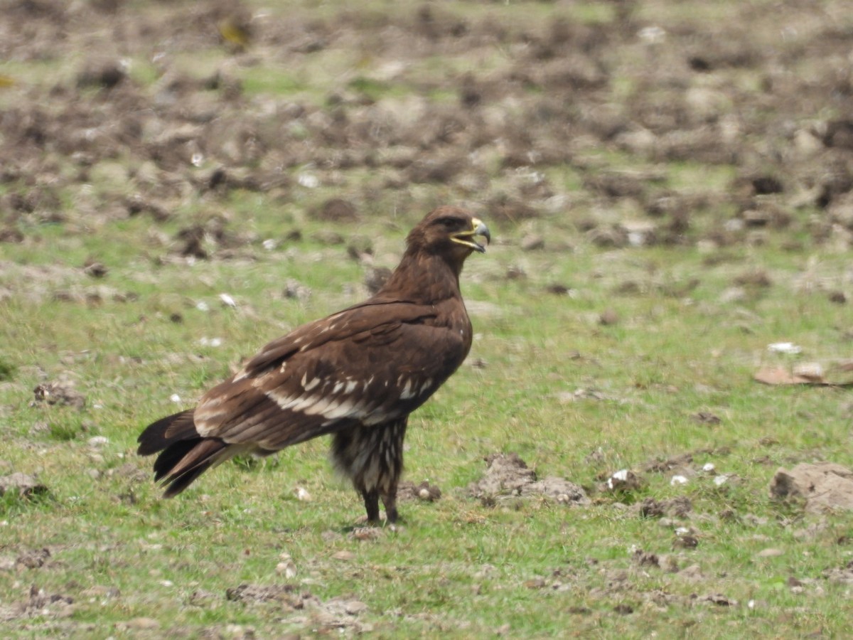 Greater Spotted Eagle - ML642915899