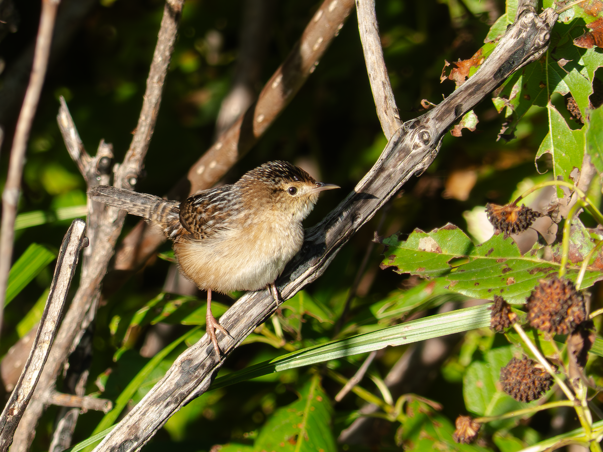 Sedge Wren - ML642915911