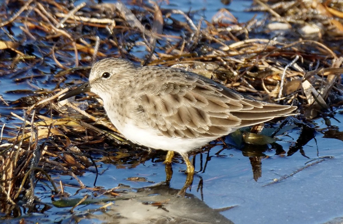 Least Sandpiper - ML642915913