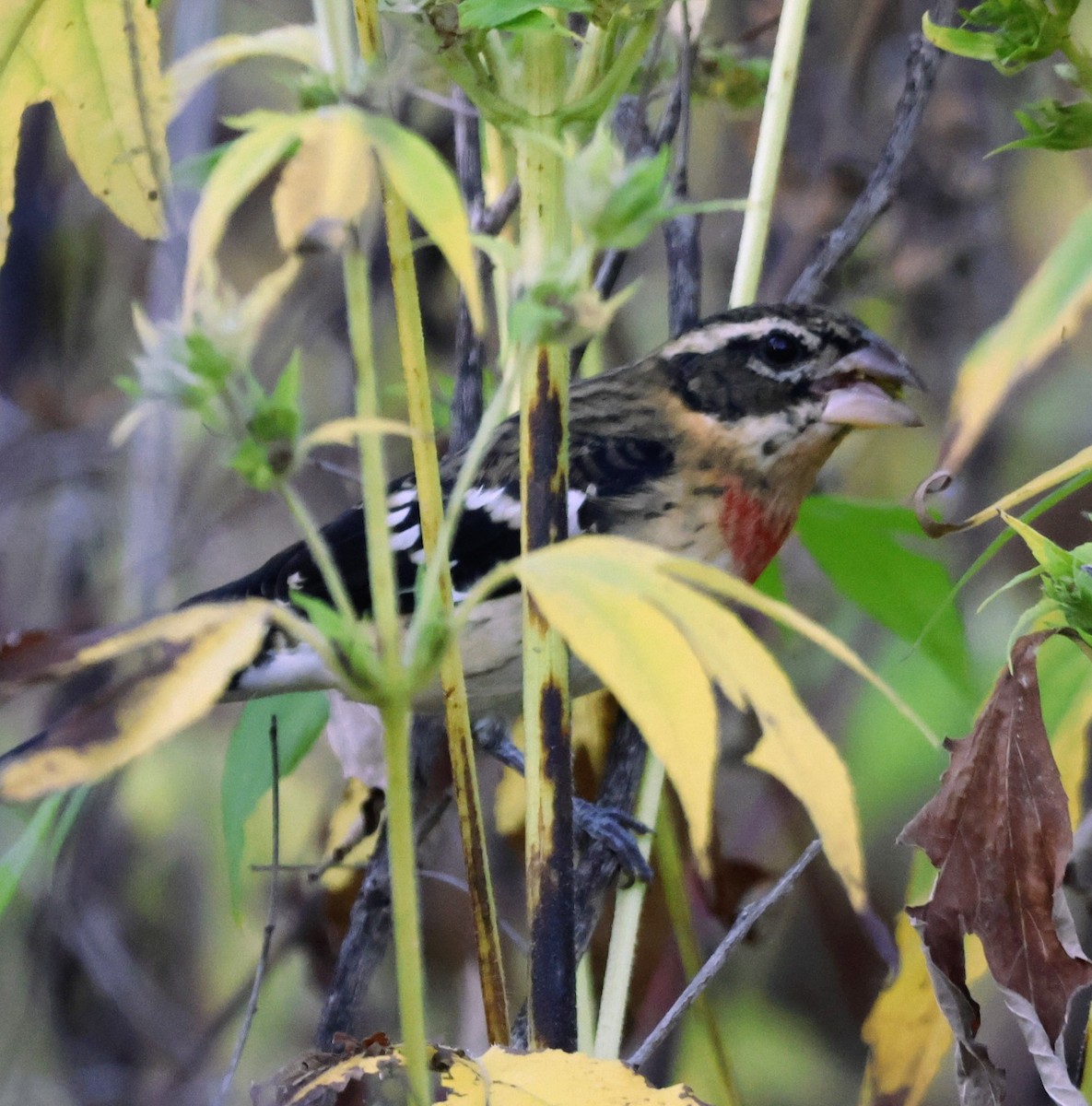 Rose-breasted Grosbeak - ML642915920