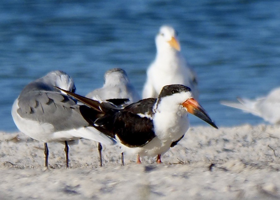 Black Skimmer - ML642915942