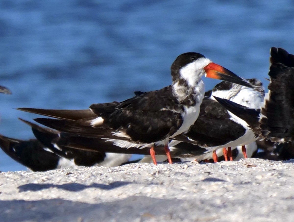 Black Skimmer - ML642915943