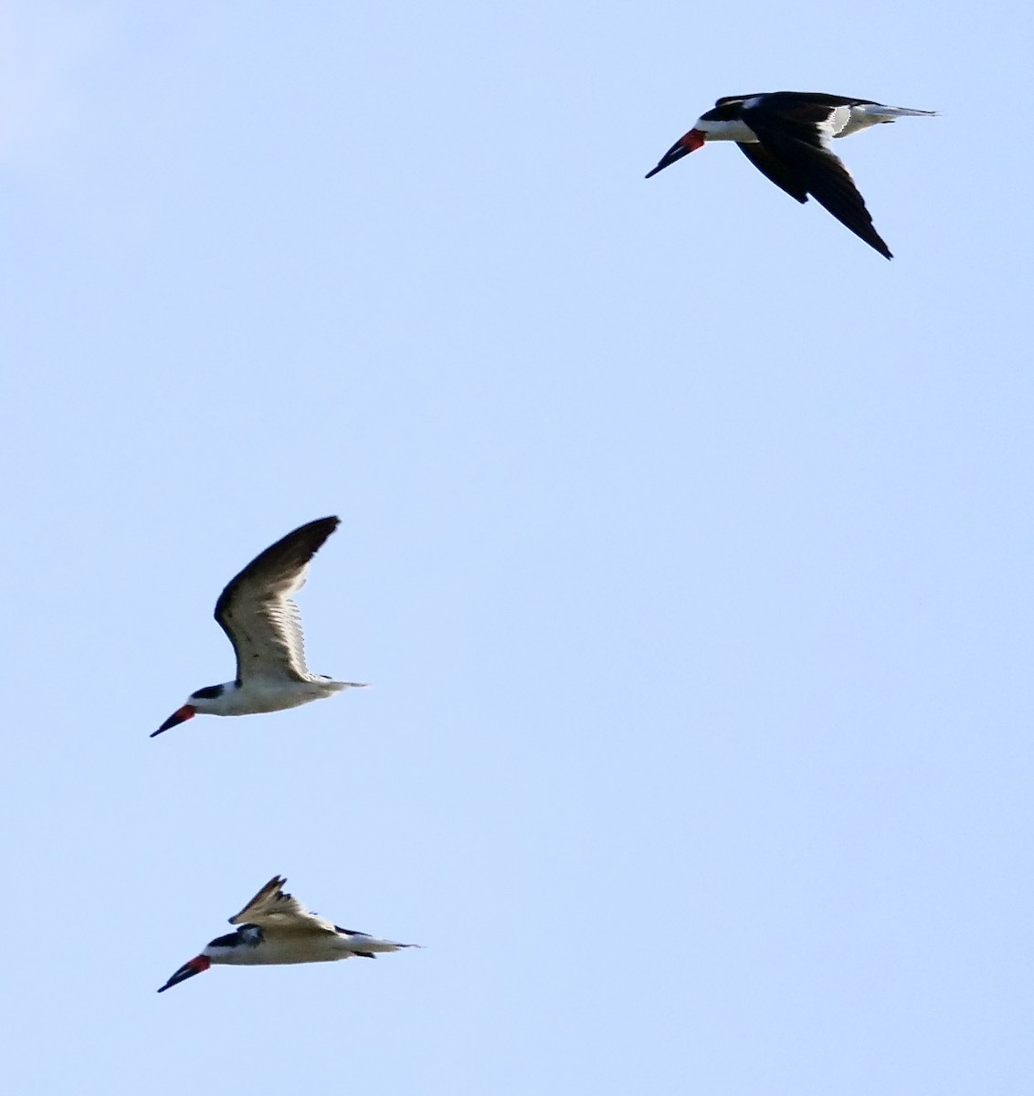 Black Skimmer - ML642915944