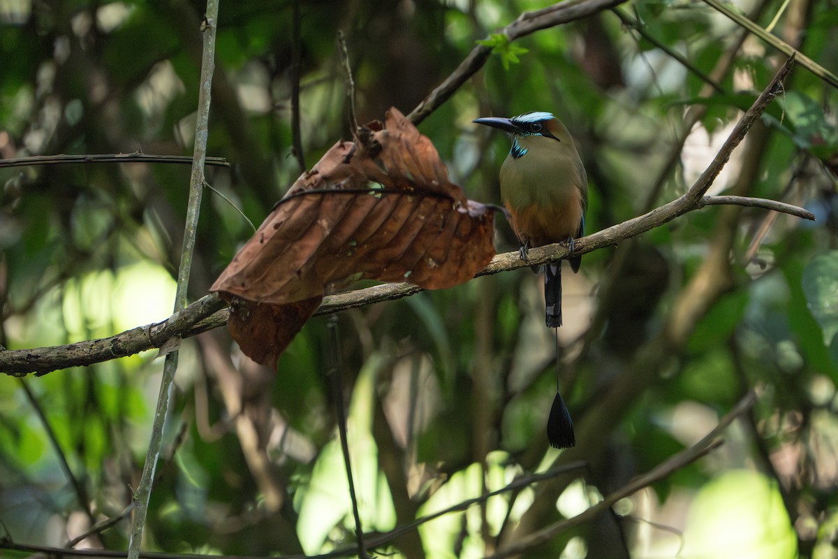 Turquoise-browed Motmot - ML642915958