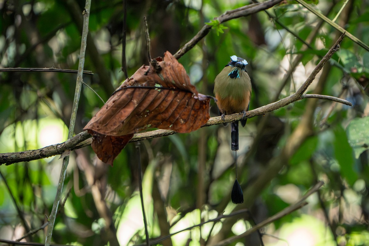 Turquoise-browed Motmot - ML642915959