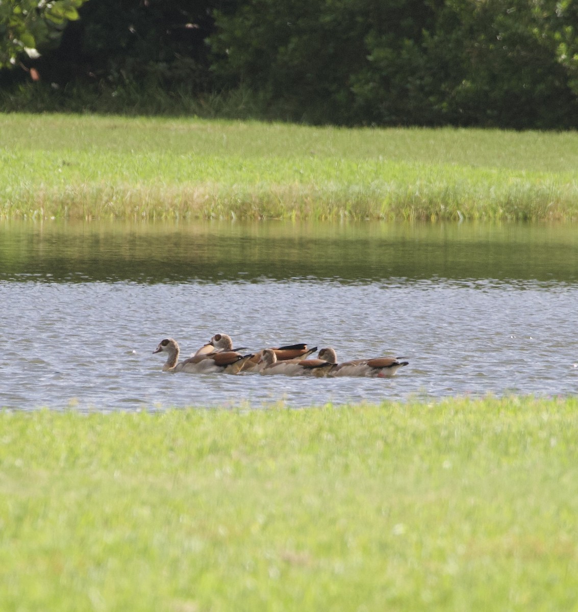 Egyptian Goose - ML642915962