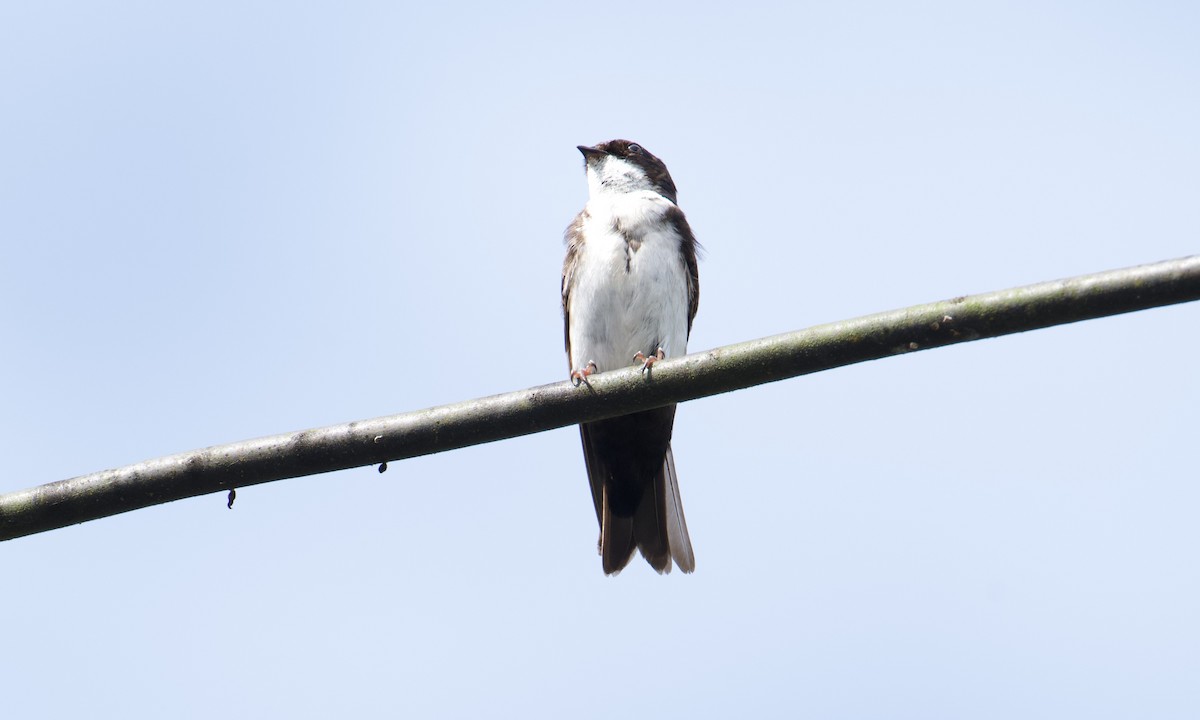 Blue-and-white Swallow - ML642915963