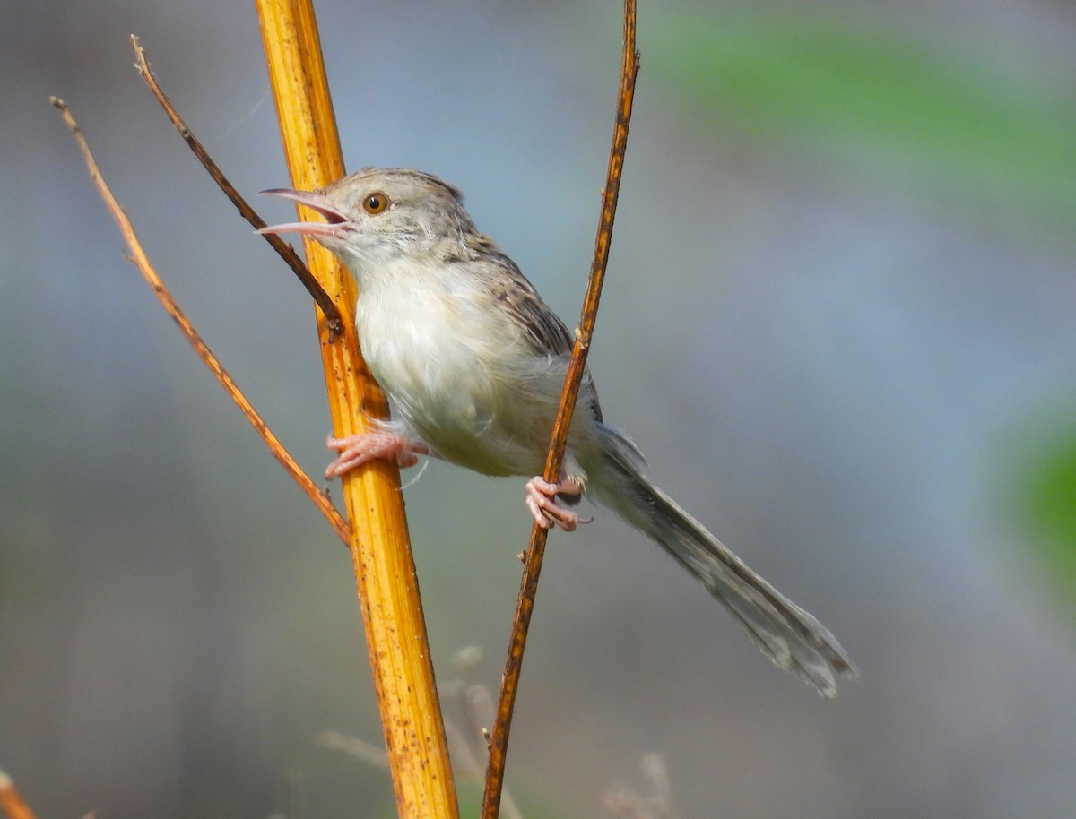 Delicate Prinia - ML642915964