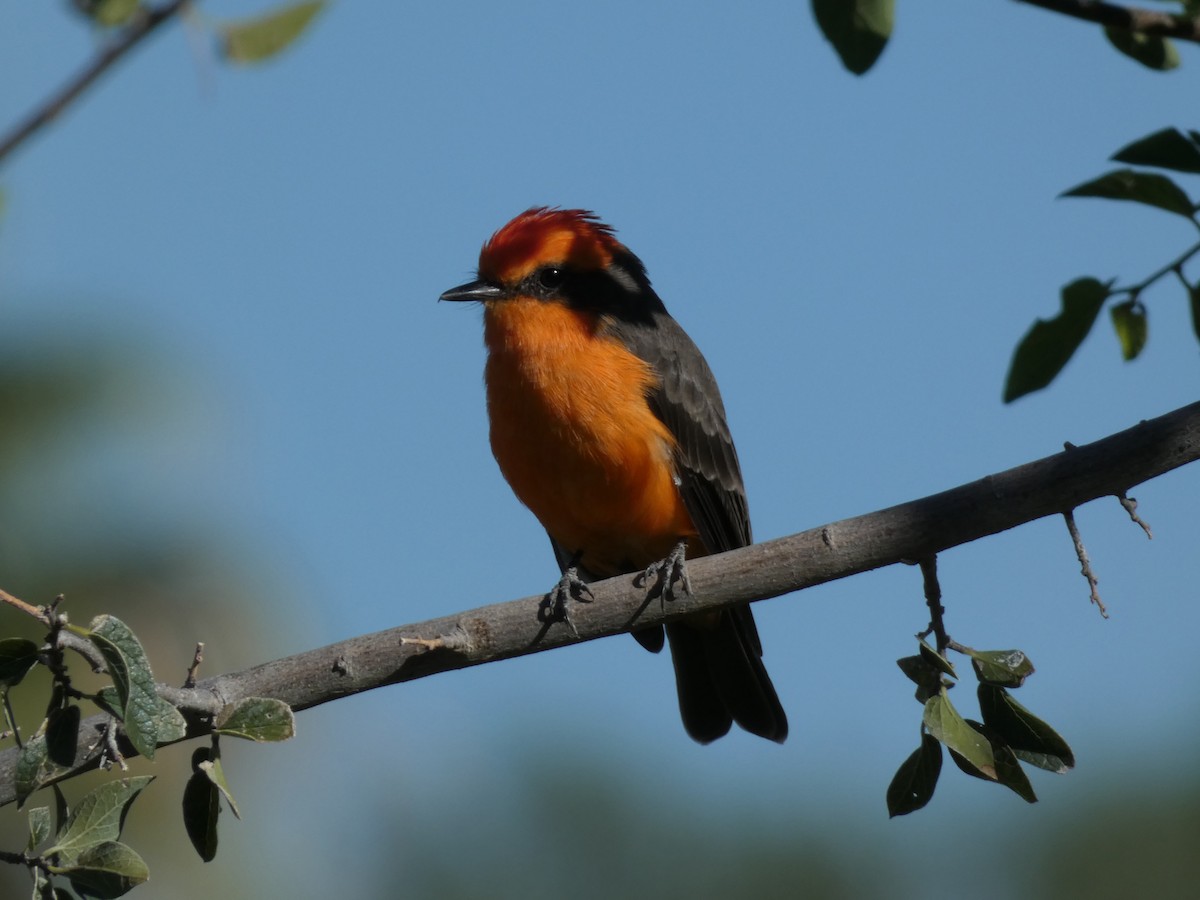 Vermilion Flycatcher - ML642915965
