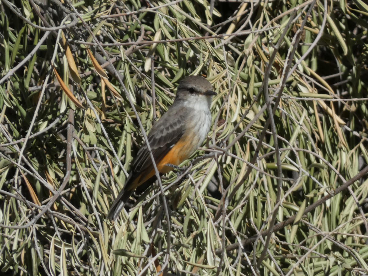 Vermilion Flycatcher - ML642915966