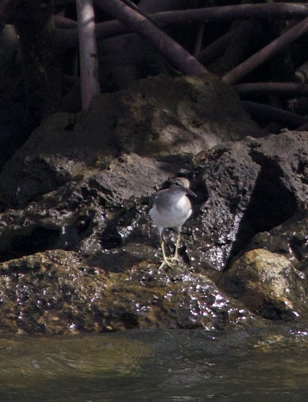 Spotted Sandpiper - ML642915971