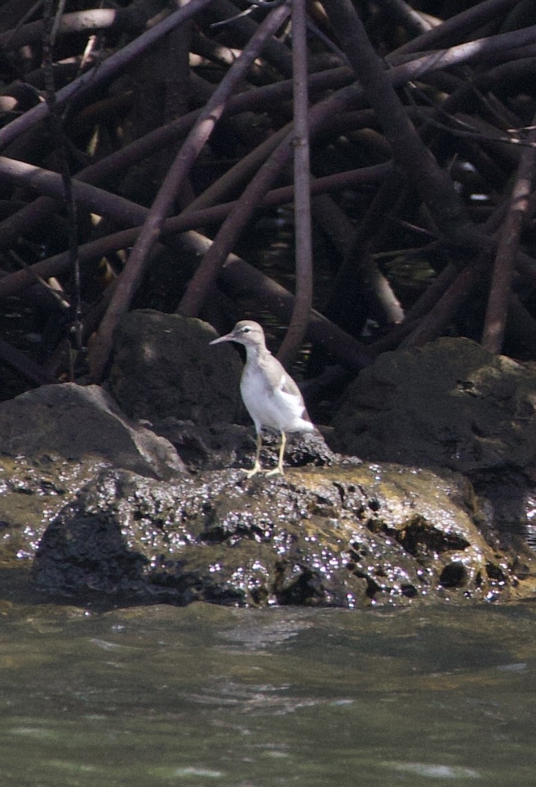 Spotted Sandpiper - ML642915972