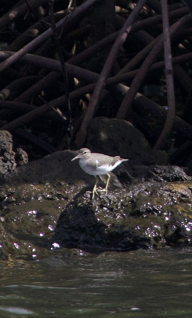 Spotted Sandpiper - ML642915973