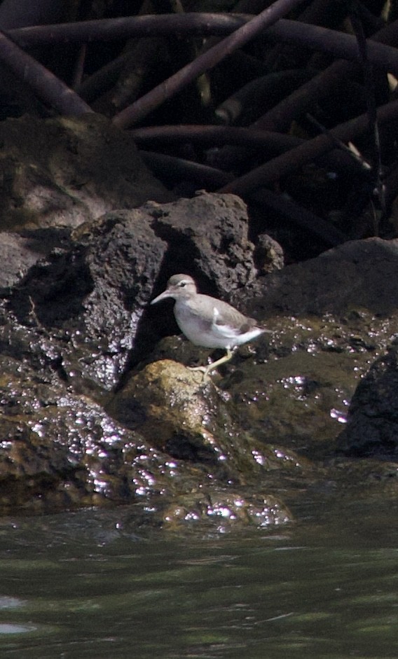 Spotted Sandpiper - ML642915974