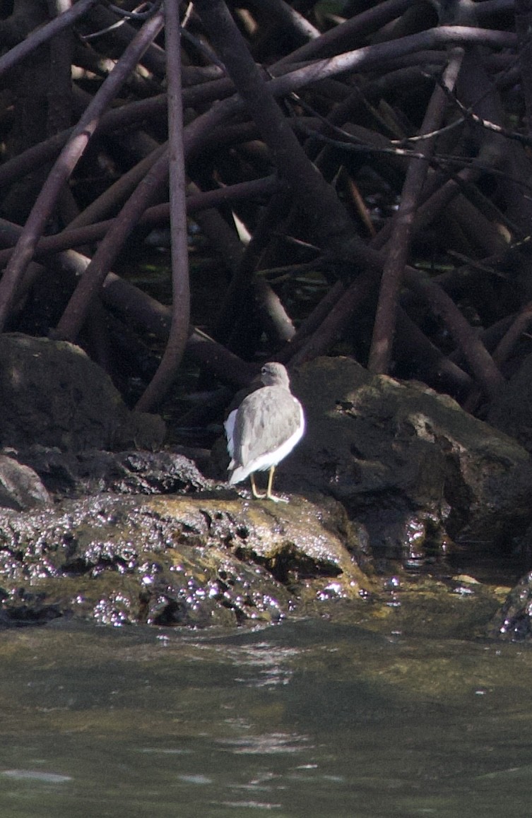 Spotted Sandpiper - ML642915975