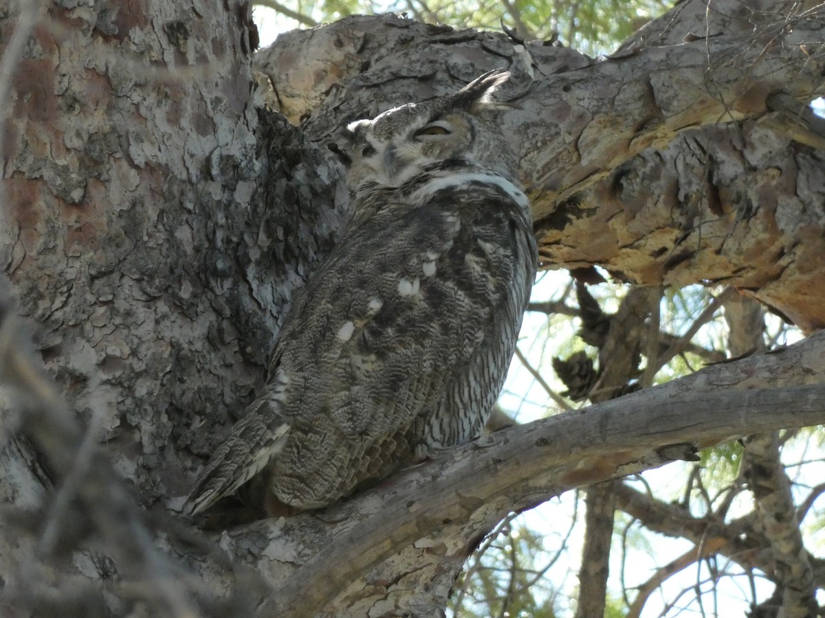 Great Horned Owl - ML642915978
