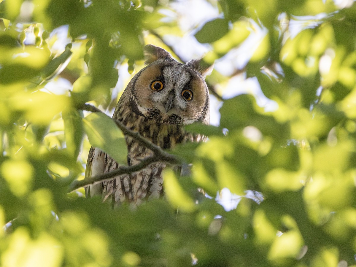 Long-eared Owl - ML642915984