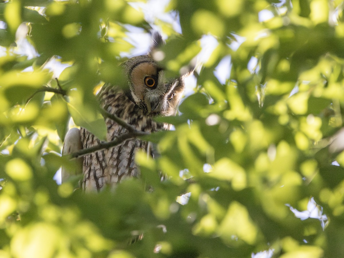 Long-eared Owl - ML642915986