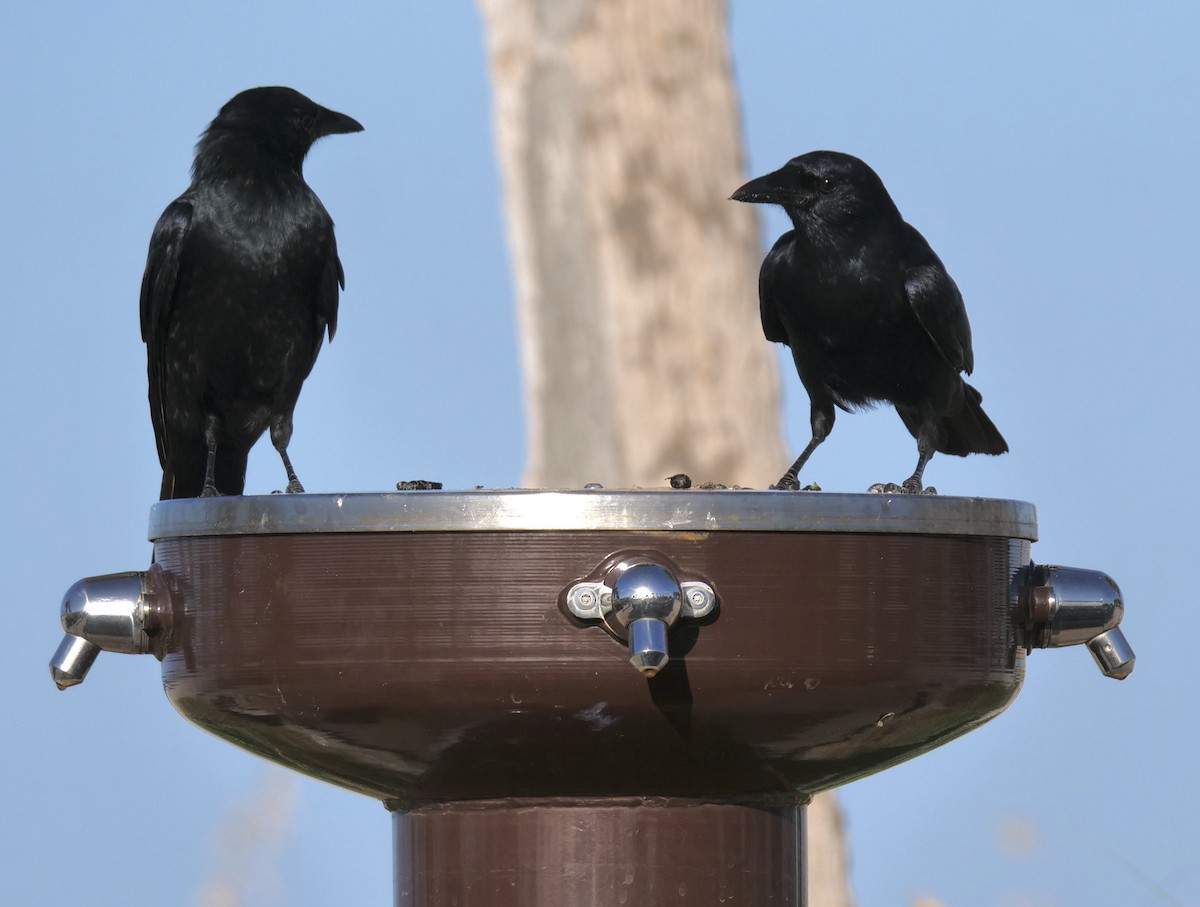 Fish Crow - ML642915989