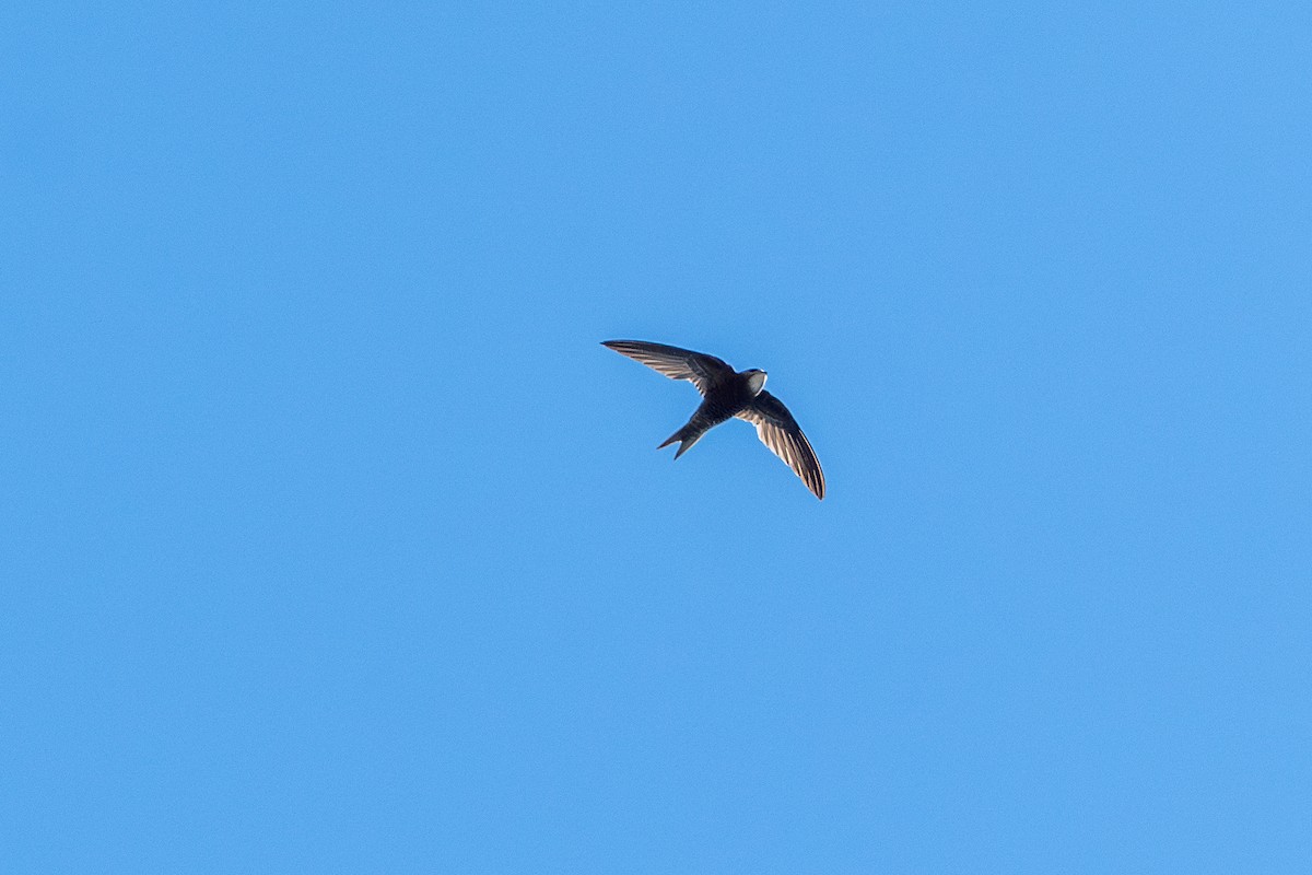 Pallid Swift - ML642916006