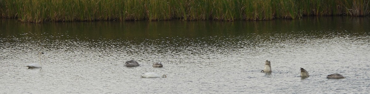 Trumpeter Swan - ML642916019